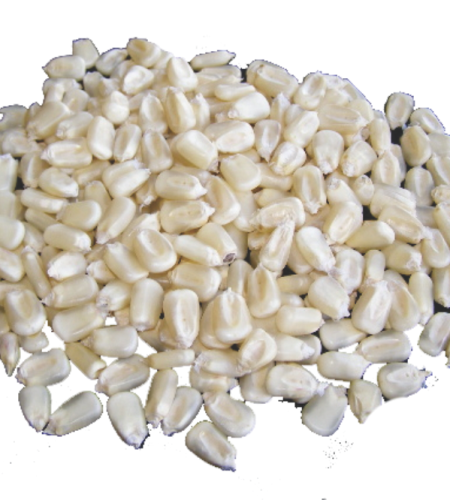 white maize