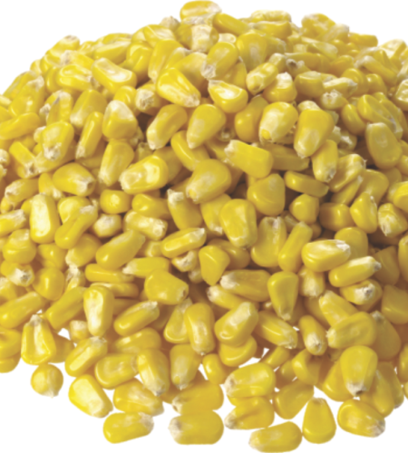 yellow maize